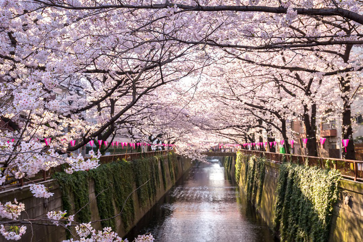 Đi Nhật Bản ngắm hoa anh đào ở đâu đẹp nhất? - Ảnh 4.