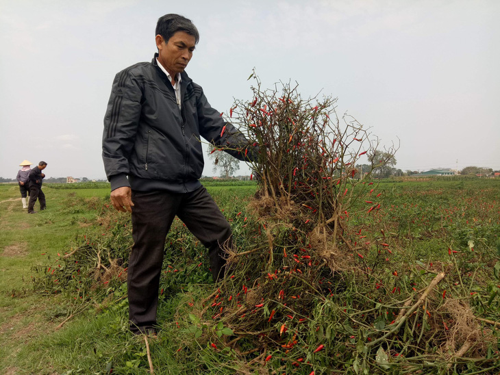 Nghi án phun thuốc diệt cỏ hủy hoại ruộng ớt của nông dân - Ảnh 2.