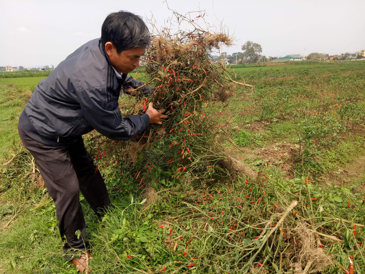 Nghi án phun thuốc diệt cỏ hủy hoại ruộng ớt của nông dân - Ảnh 1.