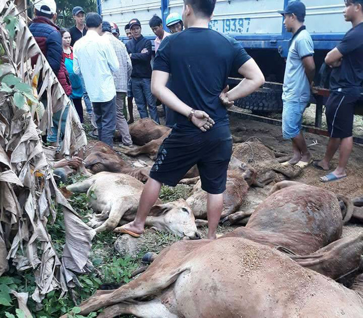 Truy tìm xe tải chở 13 con bò chết bán cho người dân - Ảnh 1.