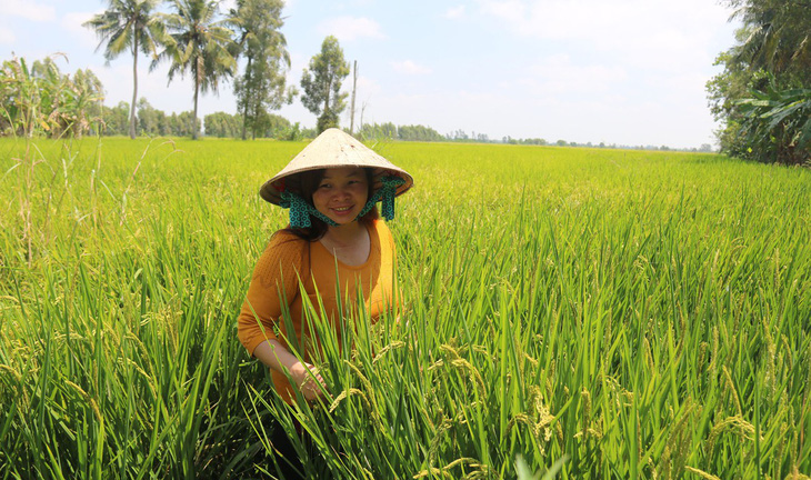 Lúa chất lượng cao thu lời cao - Ảnh 1.