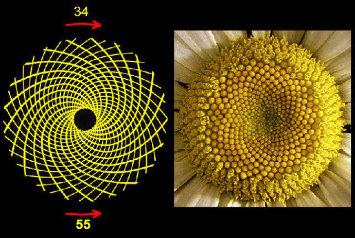 Dãy số Fibonacci và những bí mật nhập đương nhiên - Hình ảnh 4.
