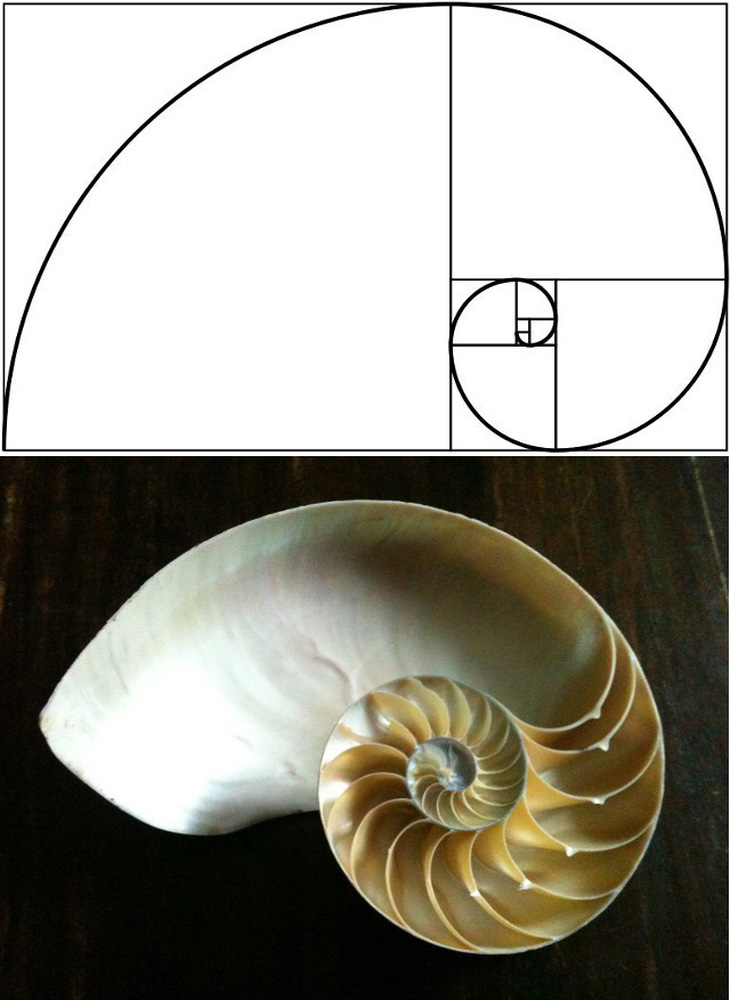 Dãy số Fibonacci và những bí mật nhập đương nhiên - Hình ảnh 7.