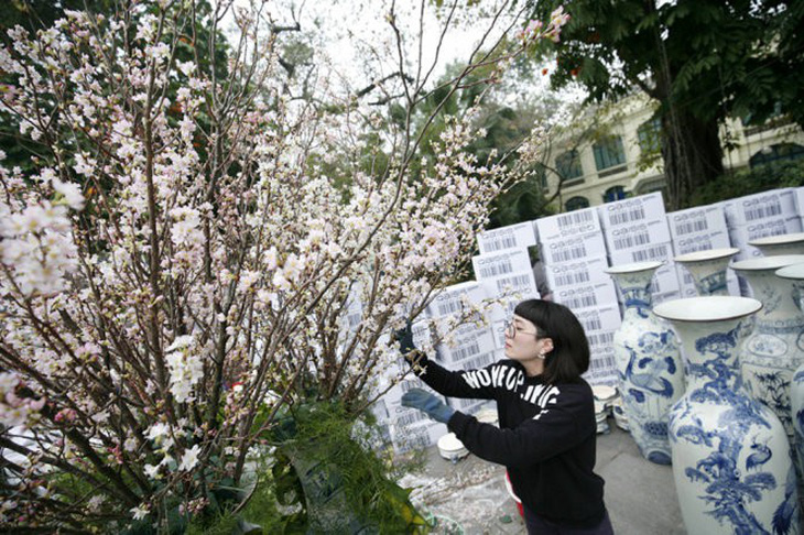 10.000 cành hoa anh đào phục vụ khách tham quan tại Hà Nội - Ảnh 1.