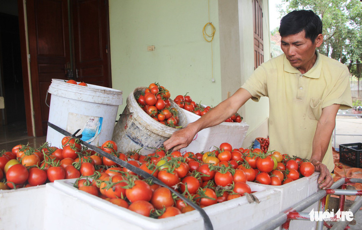 Cà chua rớt thảm còn mỗi ký 3.000 đồng, dân hái cho heo ăn - Ảnh 4.
