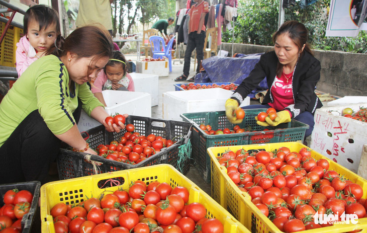 Cà chua rớt thảm còn mỗi ký 3.000 đồng, dân hái cho heo ăn - Ảnh 5.