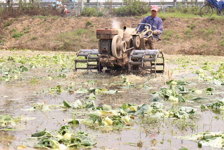 Su hào giá rẻ bèo, nông dân khốn khổ bán tống bán tháo - Ảnh 4.