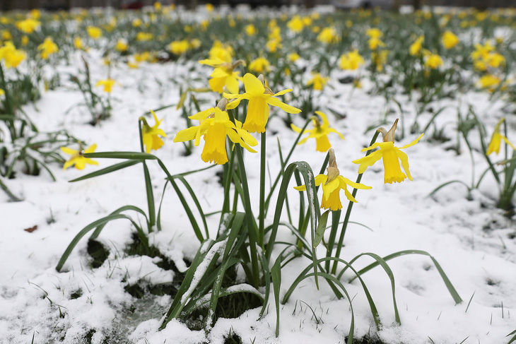 Tuyết rơi mùa xuân ở Anh - Ảnh 11.