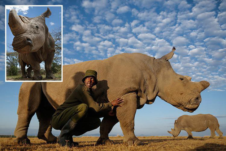 Tê giác trắng châu Phi đực cuối cùng đã chết - Ảnh 1.