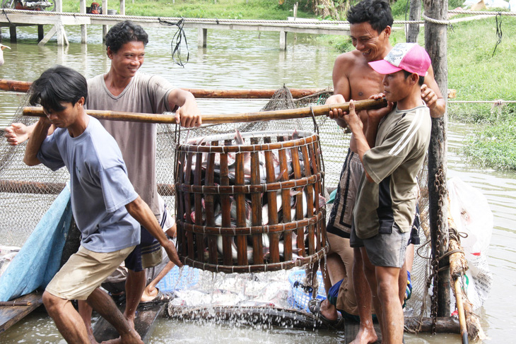 Phải làm mới ngành cá tra - Ảnh 2.