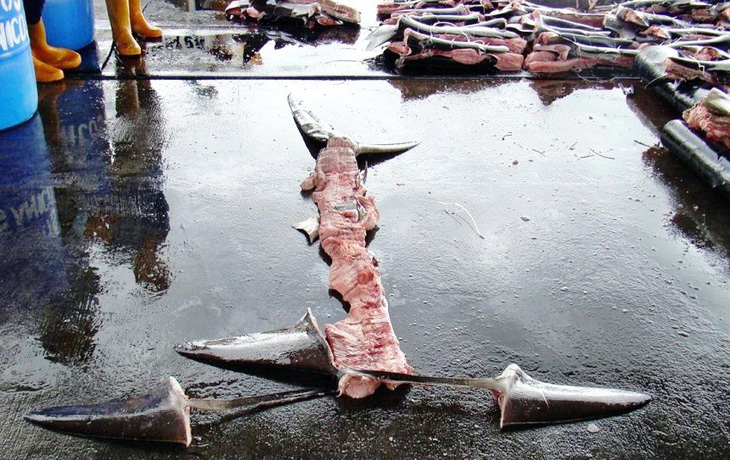 Đông, Tây đều cấm cắt vi cá mập - Ảnh 4.