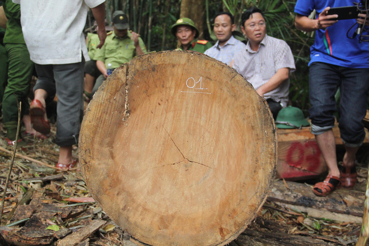 Rừng phòng hộ Sông Kôn bị xẻ thịt như thế nào? - Ảnh 5.