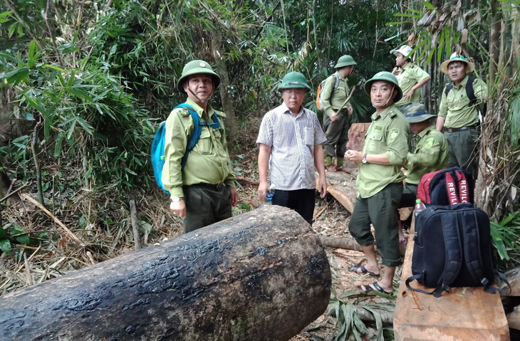 Gỗ quý ở rừng Quảng Nam bị hạ sát - Ảnh 2.