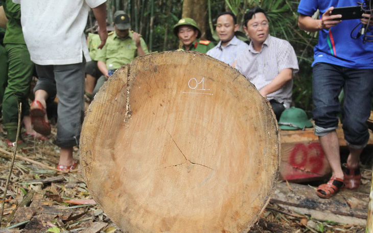 Gỗ quý ở rừng Quảng Nam bị hạ sát - Ảnh 1.