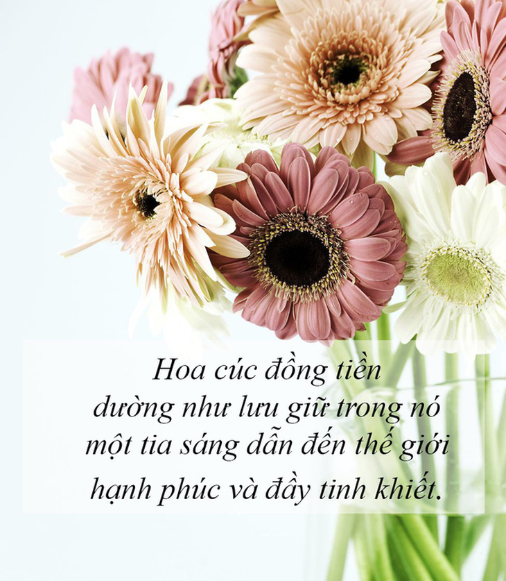 Ý nghĩa của các loài hoa tặng người phụ nữ ta thương - Ảnh 4.