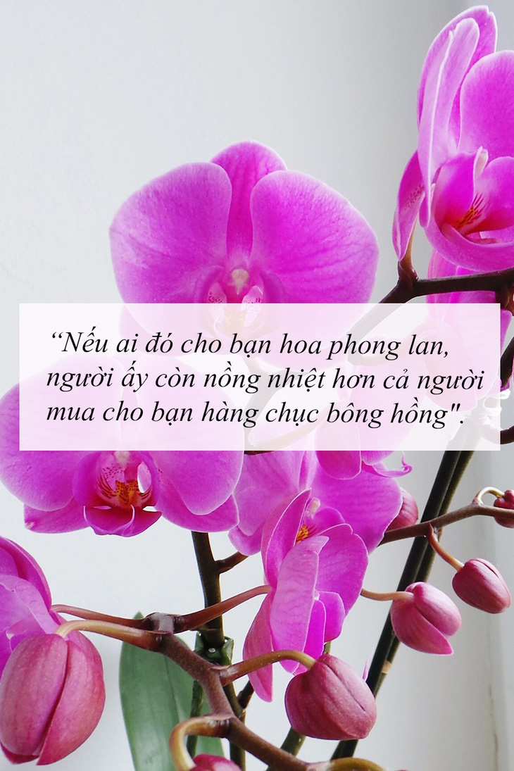 Ý nghĩa của các loài hoa tặng người phụ nữ ta thương - Ảnh 8.