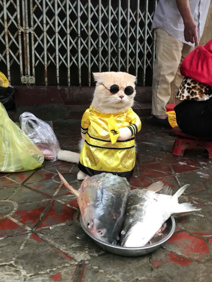 Chú mèo bán cá tên Chó ở Hải Phòng gây chú ý trên mạng xã hội - Ảnh 2.
