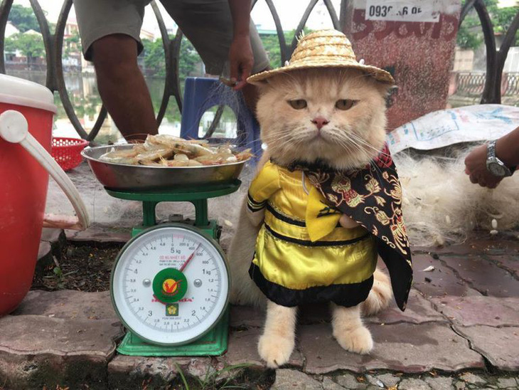 Chú mèo bán cá tên Chó ở Hải Phòng gây chú ý trên mạng xã hội - Ảnh 1.