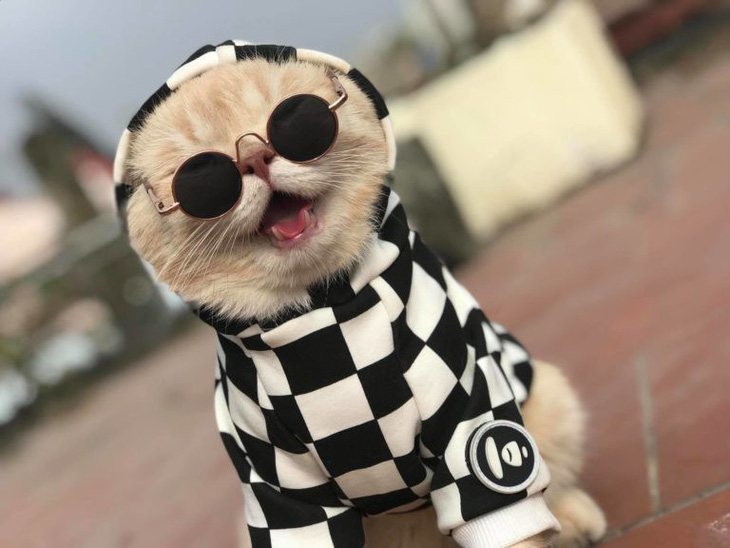 Chú mèo bán cá tên Chó ở Hải Phòng gây chú ý trên mạng xã hội - Ảnh 3.