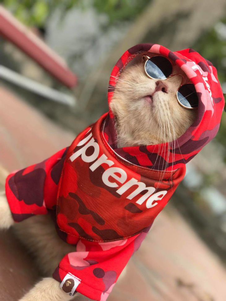 Chú mèo bán cá tên Chó ở Hải Phòng gây chú ý trên mạng xã hội - Ảnh 4.
