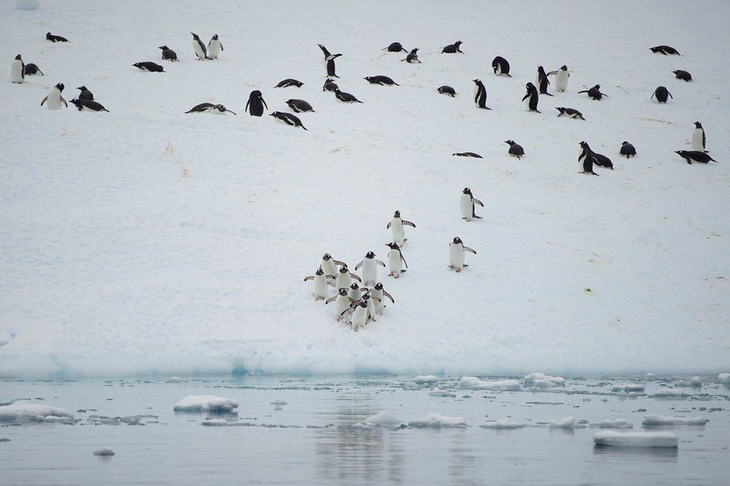 Ngắm vẻ đẹp băng giá và chim cánh cụt ở Nam cực - Ảnh 10.