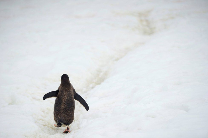 Ngắm vẻ đẹp băng giá và chim cánh cụt ở Nam cực - Ảnh 8.