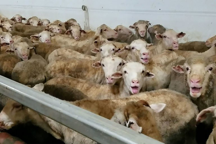 Cừu xuất khẩu bị hành hạ, dân Úc phẫn nộ - Ảnh 3.