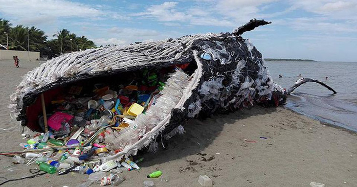 Cá nhà táng chết vì nuốt quá nhiều rác nhựa - Ảnh 2.