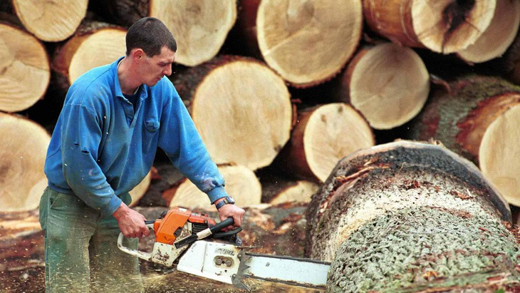 Trung Quốc mua gom gỗ, thợ Bỉ chết điếng vì mất việc - Ảnh 1.