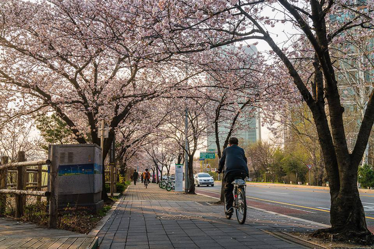 Seoul bừng sáng với hoa anh đào - Ảnh 6.