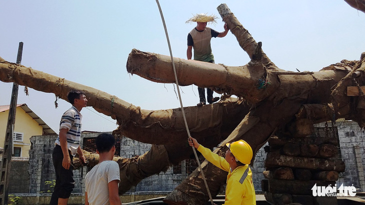3 cây siêu khủng được cắt bớt chuẩn bị chuyển đi Hà Nội - Ảnh 4.