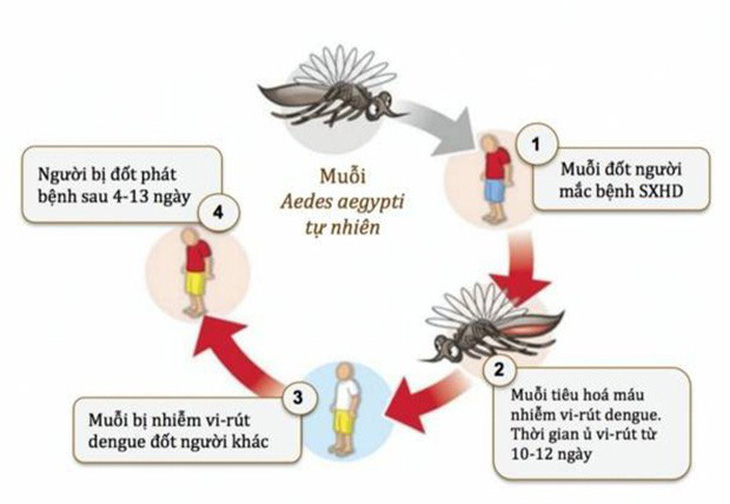 Bệnh sốt xuất huyết Dengue - Ảnh 1.