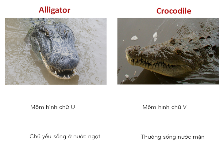 8 cặp động vật dễ bị nhầm tên khi dịch từ Anh sang Việt - Ảnh 1.