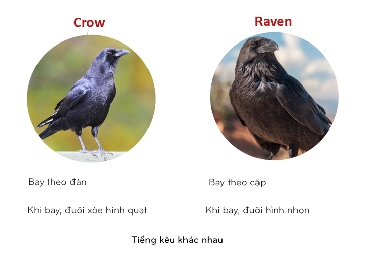 8 cặp động vật dễ bị nhầm tên khi dịch từ Anh sang Việt - Ảnh 7.