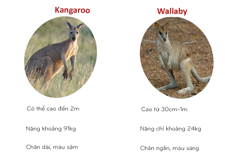 8 cặp động vật dễ bị nhầm tên khi dịch từ Anh sang Việt - Ảnh 6.
