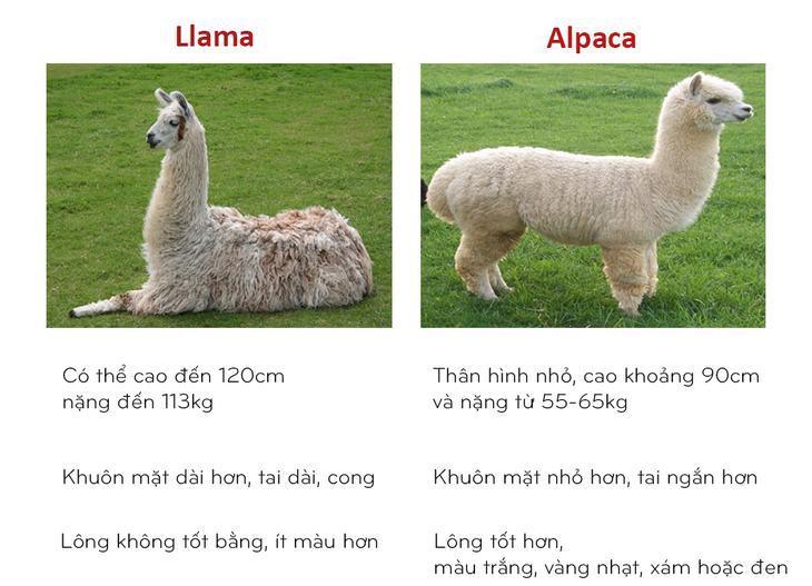 8 cặp động vật dễ bị nhầm tên khi dịch từ Anh sang Việt - Ảnh 3.