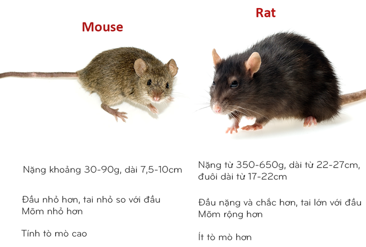 8 cặp động vật dễ bị nhầm tên khi dịch từ Anh sang Việt - Ảnh 2.