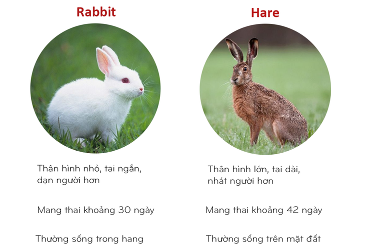 8 cặp động vật dễ bị nhầm tên khi dịch từ Anh sang Việt - Ảnh 5.