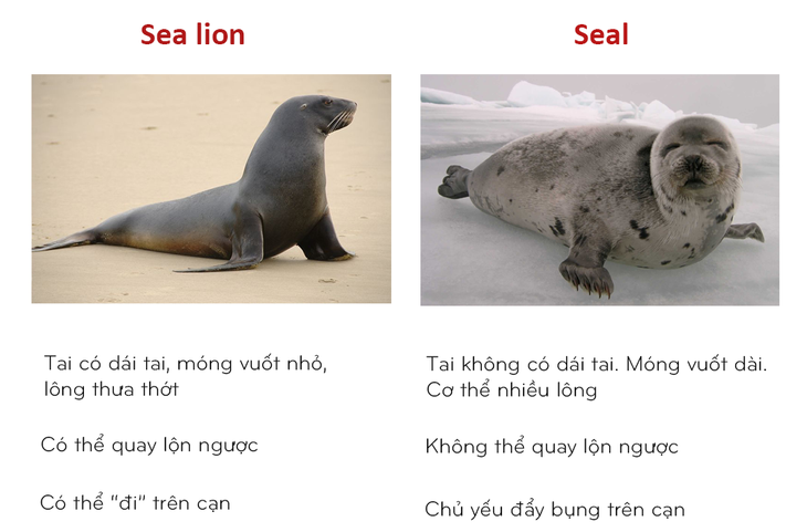 8 cặp động vật dễ bị nhầm tên khi dịch từ Anh sang Việt - Ảnh 8.
