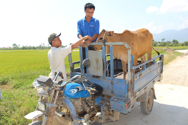 Báo Tuổi Trẻ trao tặng 30 con bò giống cho bà con vùng bão lũ - Ảnh 4.