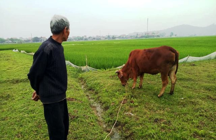 Nông dân thả bò ra đồng gặm cỏ phải đóng thuế - Ảnh 1.