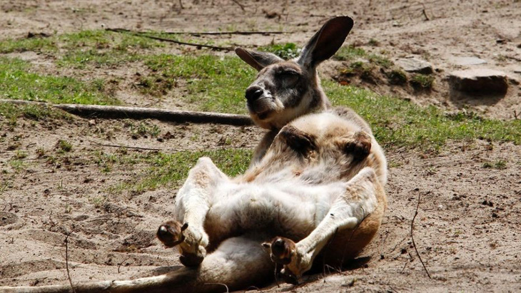 Con kangaroo bị du khách ném đá ở Trung Quốc đã chết - Ảnh 1.
