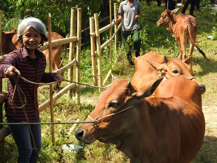 Báo Tuổi Trẻ trao bò giống cho người dân khó khăn Quảng Nam - Ảnh 2.