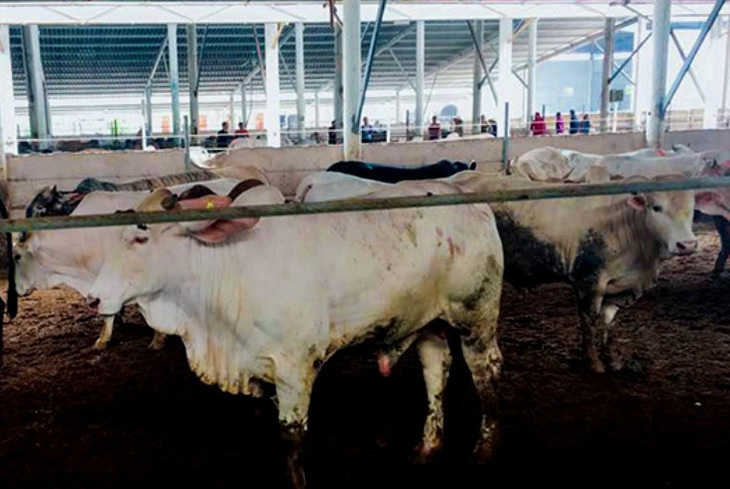 Trang trại bò gây ô nhiễm bị phạt 70 triệu, phải xin lỗi dân - Ảnh 1.
