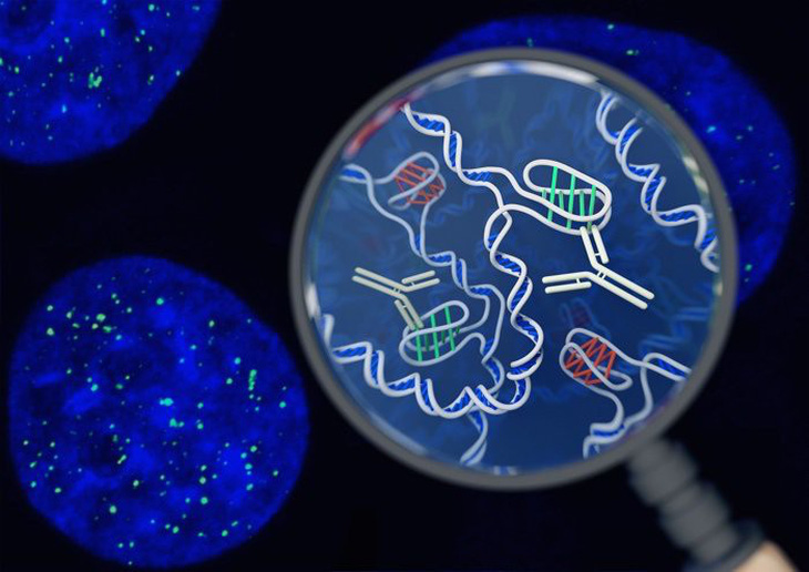 Phát hiện cấu trúc gene mới trong tế bào người - Ảnh 2.