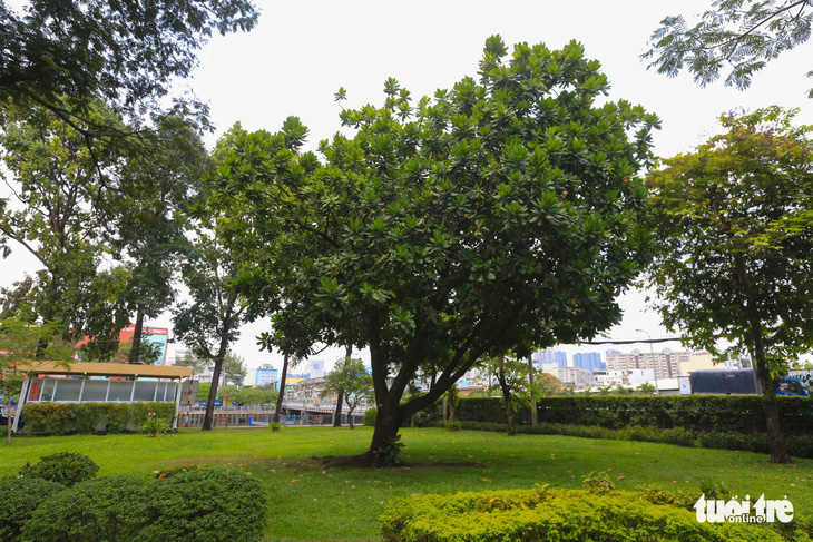 Bàng vuông Trường Sa ra hoa kết trái giữa lòng Sài Gòn - Ảnh 1.