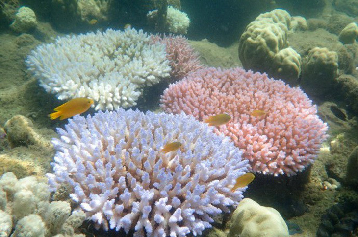 Phát hiện rạn san hô khổng lồ ngoài khơi Brazil - Ảnh 1.