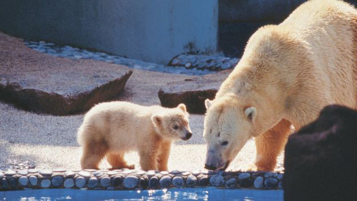Gấu Bắc cực duy nhất sinh ở vùng nhiệt đới qua đời - Ảnh 2.