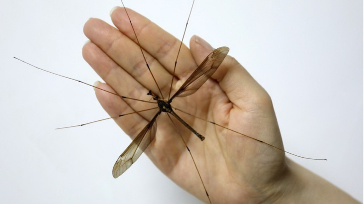 Lộ diện con muỗi khủng nhất thế giới nửa gang tay - Ảnh 2.