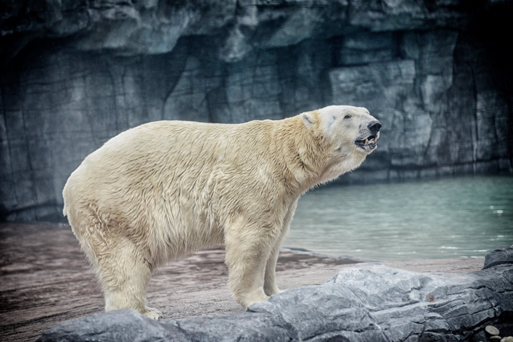 Gấu Bắc cực duy nhất sinh ở vùng nhiệt đới qua đời - Ảnh 1.